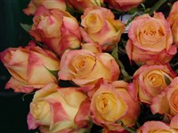 Красавица Фестиваля [Род роза (шиповник) – Rosa L.]