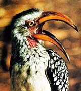Красноклювый Токо (Tockus erythrorhynchus)