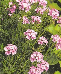 Крылотычиночник армянский – Aethionema armenum Boiss.
