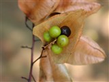 Кёльрейтерия метельчатая – Koelreuteria paniculata Laxm. (2)