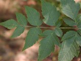 Кёльрейтерия метельчатая – Koelreuteria paniculata Laxm. (3)