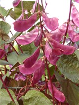 Лаблаб пурпурный, обыкновенный, долихос лаблаб – Lablab purpureus (L.) Sweet. (2)