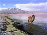Лагуна-Колорадо озеро (Боливия)