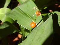Ландыш майский – Convallaria majalis L. (1)