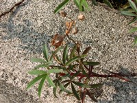 Лапчатка болотная, сабельник болотный – Potentilla palustris (L.) Scop