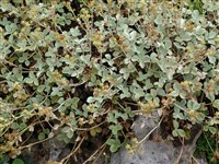 Лапчатка красивая – Potentilla speciosa Willd.