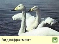 Лебедь-кликун (видео)