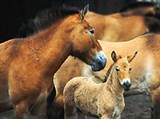 Ленинградский зоопарк (лошадь)