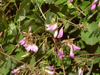 Леспедеца двуцветная – Lespedeza bicolor Turcz.