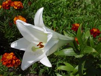 Лилия длинноцветковая, восточная, прекрасная – Lilium longoflorum Thunb. (1)