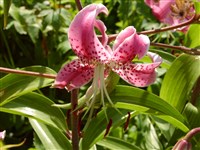 Лилия прекрасная, миловидная – Lilium speciosum Thunb.