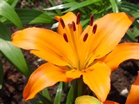 Лилия шафранная, оранжевая – Lilium croceum Chaix.
