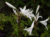 Лилия японская, бамбуковая, саза-юри – Lilium japonicum Houtt.