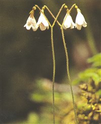Линнея северная – Linnaea borealis L