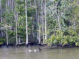 Луизиана (река)
