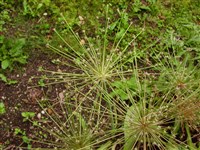Лук Шуберта – Allium schubertii Zucc. (1)