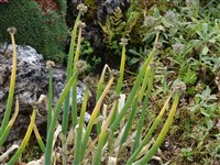 Лук алтайский – Allium altaicum Pall.