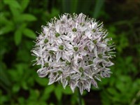 Лук афлатунский – Allium aflatunense B.Fedtsch. (1)