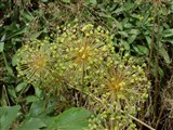 Лук афлатунский – Allium aflatunense B.Fedtsch. (2)
