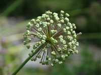 Лук высочайший – Allium altissimum Regel (1)