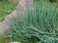 Лук дудчатый – Allium fistulosum L.