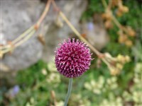 Лук круглоголовый – Allium spaerocephalum L. (1)