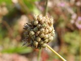 Лук круглоголовый – Allium spaerocephalum L. (2)