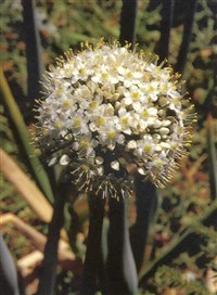 Лук пскемский – Allium pskemense B.Fedtsch. (1)