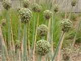Лук пскемский – Allium pskemense B.Fedtsch. (2)