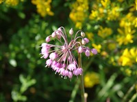 Лук склоненный, аллеганский – Allium cernuum Roth