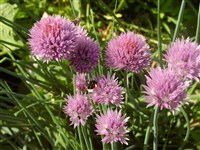 Лук скорода, шнит лук, резанец – Allium schoenoprasum L. (1)