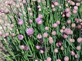 Лук скорода, шнит лук, резанец – Allium schoenoprasum L. (2)