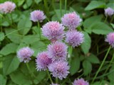 Лук скорода, шнит лук, резанец – Allium schoenoprasum L. (3)