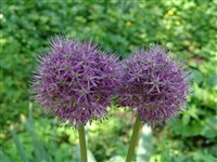 Лук стебельчатый – Allium stipitatum Regel (1)