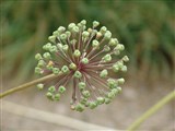 Лук стебельчатый – Allium stipitatum Regel (2)