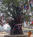 Лумбини (дерево под которым родился Будда)