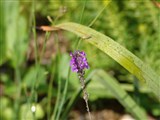 Льнянка пурпурная – Linaria purpurea (L.) Mill. (2)