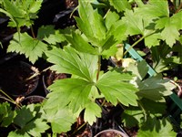 Лютик борецелистный – Ranunculus aconitifolius L.