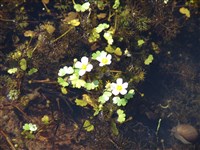 Лютик водный, водяной, шелковник – Ranunculus aquatilis L. (1)