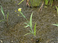 Лютик длиннолистый – Ranunculus lingua L. (1)