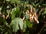 Лябурнум анагиролистный, золотой дождь – Laburnum anagyroides Medik. (2)