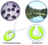МИКРООРГАНИЗМЫ (одноклеточные водоросли)