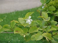 Магнолия Зибольда, мелкоцветковая – Magnolia sieboldii K.Koch.