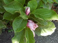 Магнолия Суланжа – Magnolia x soulangiana Soul.-Bod. (1)