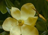 Магнолия крупноцветковая – Magnolia grandiflora L. (2)