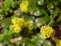 Магония падуболистная – Mahonia aquifolium (Pursh.) Nutt. (1)