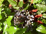 Магония падуболистная – Mahonia aquifolium (Pursh.) Nutt. (2)