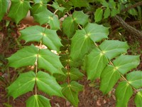 Магония японская – Mahonia japonica (Thunb.) DC.
