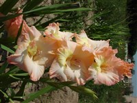 Майя Плисецкая [Род гладиолус (шпажник) – Gladiolus L.]