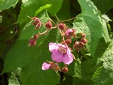 Малина душистая, малино-клен – Rubus odoratus L. (2)